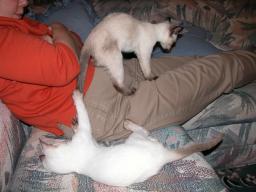 tara & emma - cat furniture 09